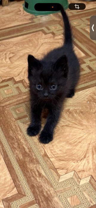 Котята  бесплатно