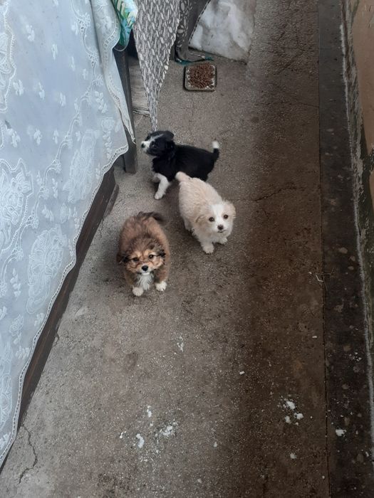 Donez cățeluși frumoși