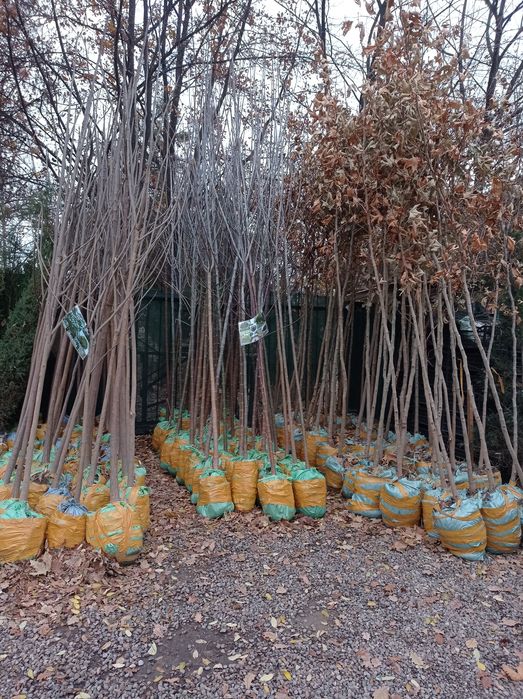 Арча ва хархил турдаги гуллап