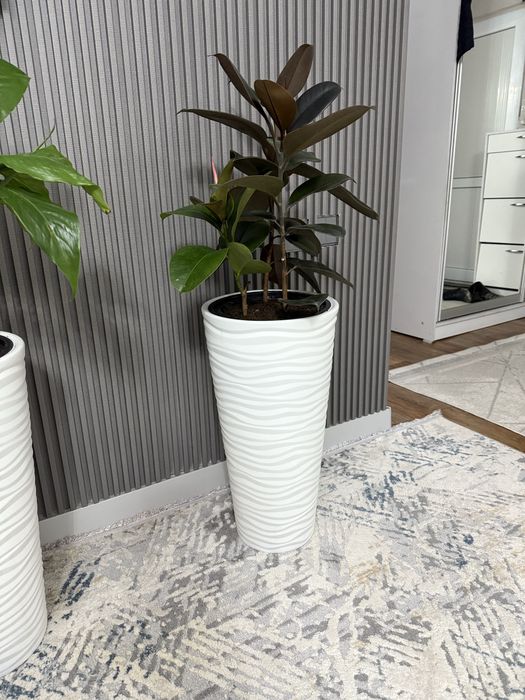 Фикус.      Комнатные растения