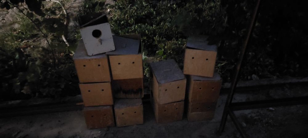 Ginizdo   bor kattasi