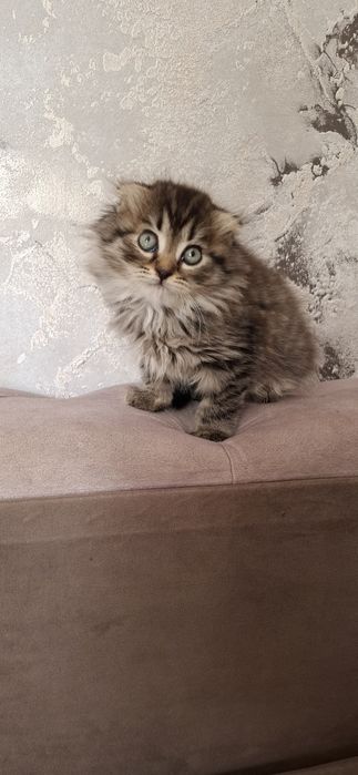 Девочка хайленд фолд