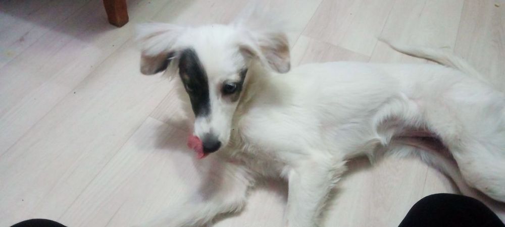 Собачка в добрые руки