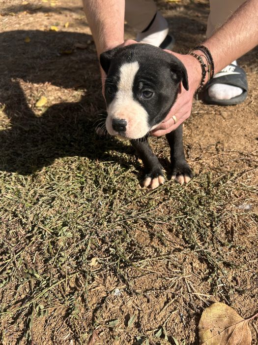 Donez pui de amstaff….. doar mama  e amstaff pur!!