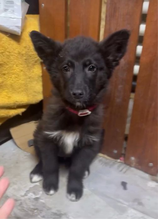 Отдам даром щенка девочка