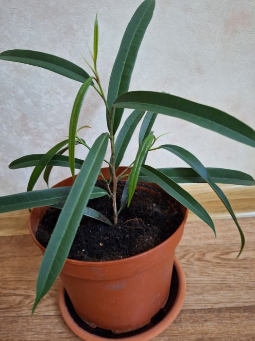 Фикус Али. Фикус Али