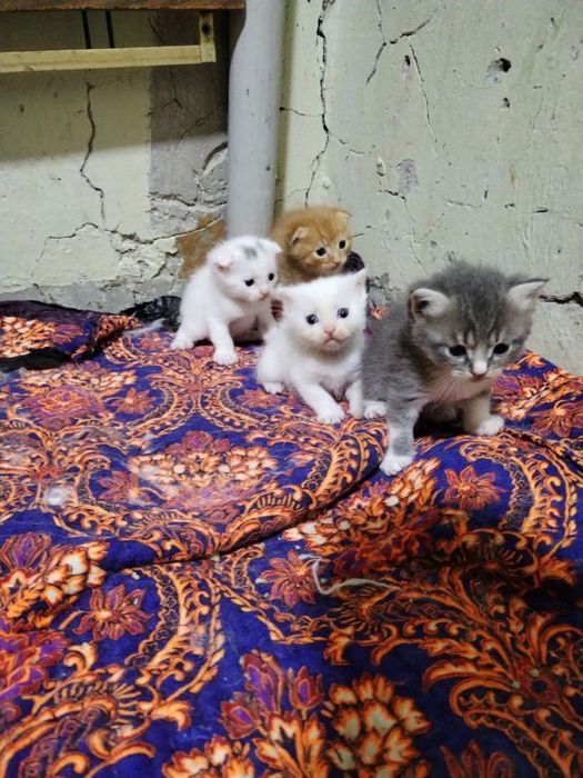 Zotli mushuklar sotiladi