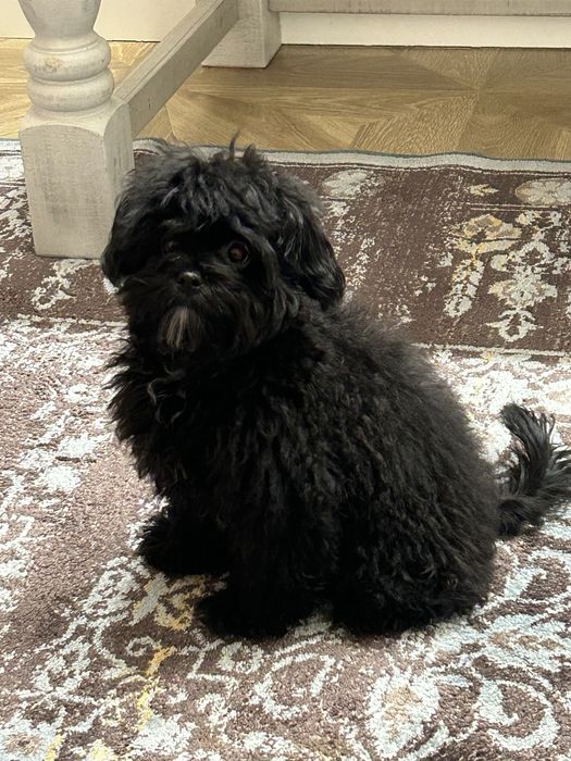 Мальтипу 5 месяцеы