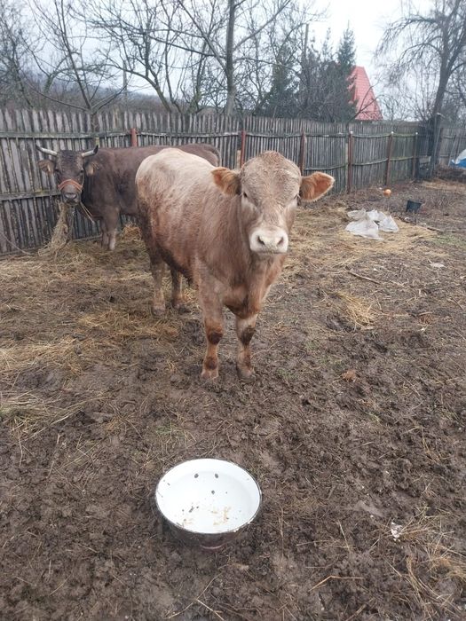 Taur Charolais   11 luni