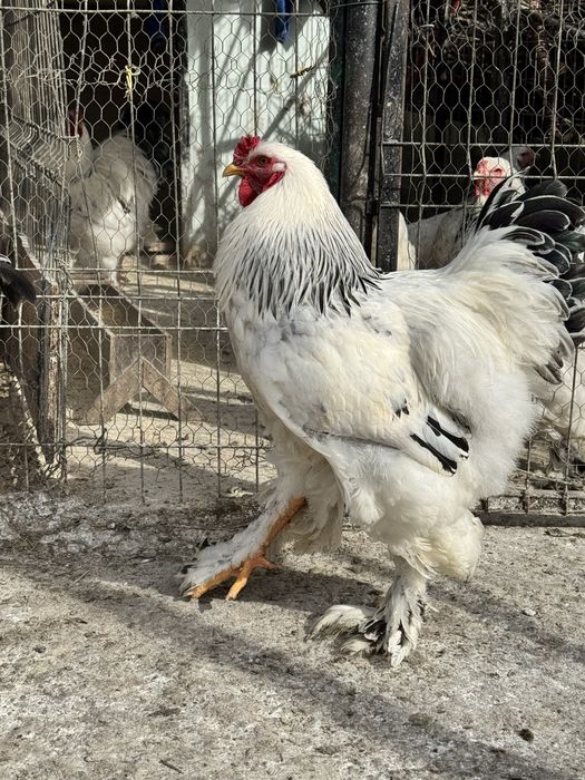 Cocos Brahma Herminat deschis 10 luni