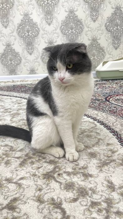 Mushuk Skotish fold britaniskiy sotiladi srochniyga