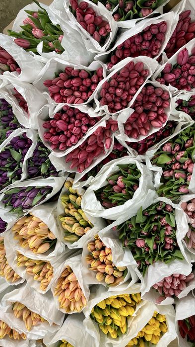 Тюльпаны высокого качества