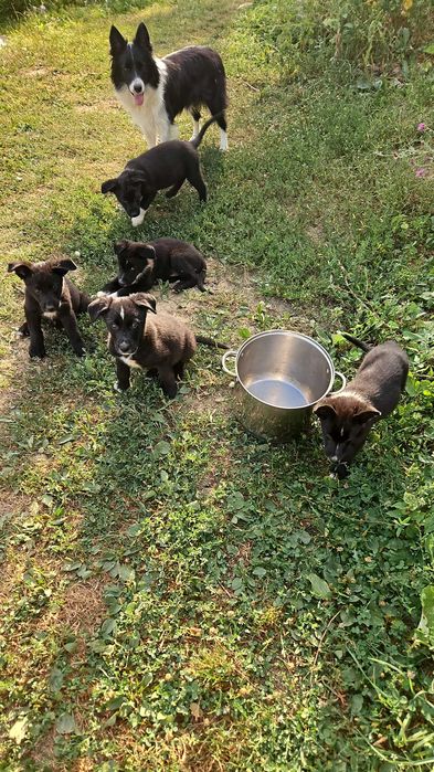 Donez cațeluși mama: border collie, tata: caine lup