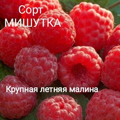 Продам дачу Сад Здоровье Торг