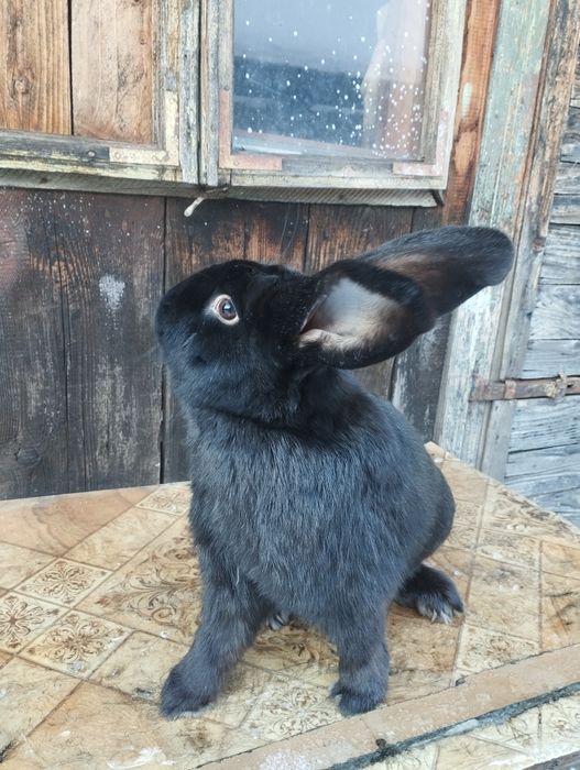 Vand sau schimb iepuroi