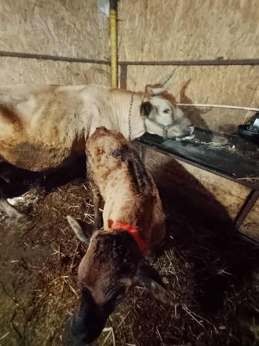 Vind tăuraș in virsta de 2.5 luni