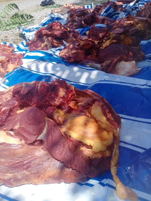 Согым бүгінге дайын мясо жылқы еті соғым