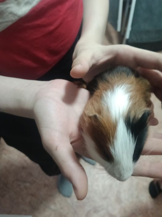 Продам морских свинок.