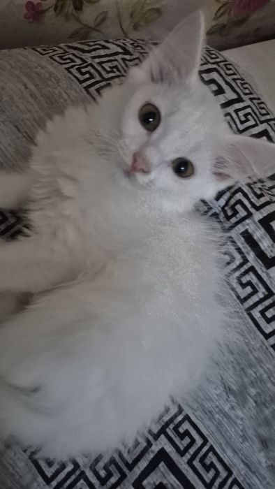 Отдам котёнка (девочка) бесплатно