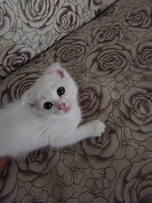 Котенок белый вислоухий