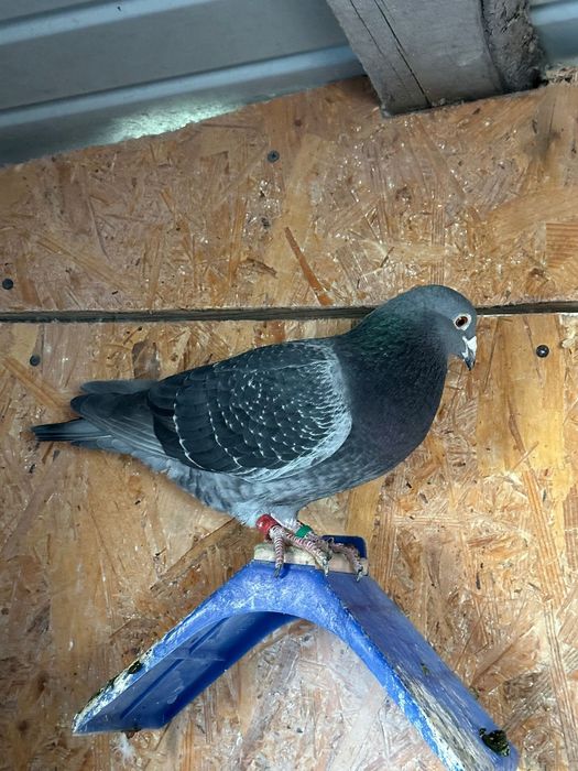 Vând porumbei,porumbei zburati,citiți descrierea