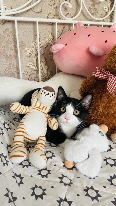 Котенок породы Манчкин