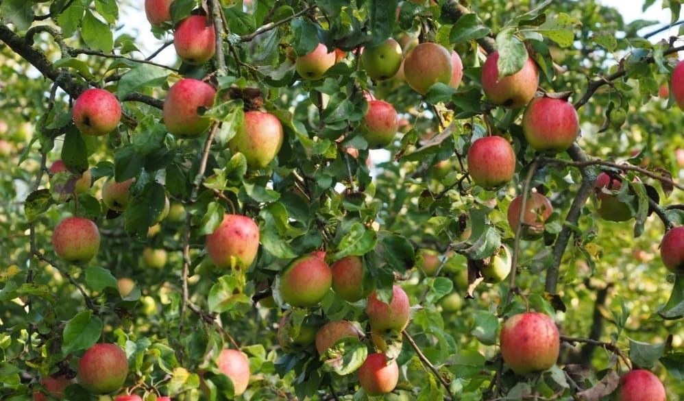 Продам дачу в саду "Клён"