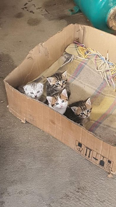 Веслоухие Котята