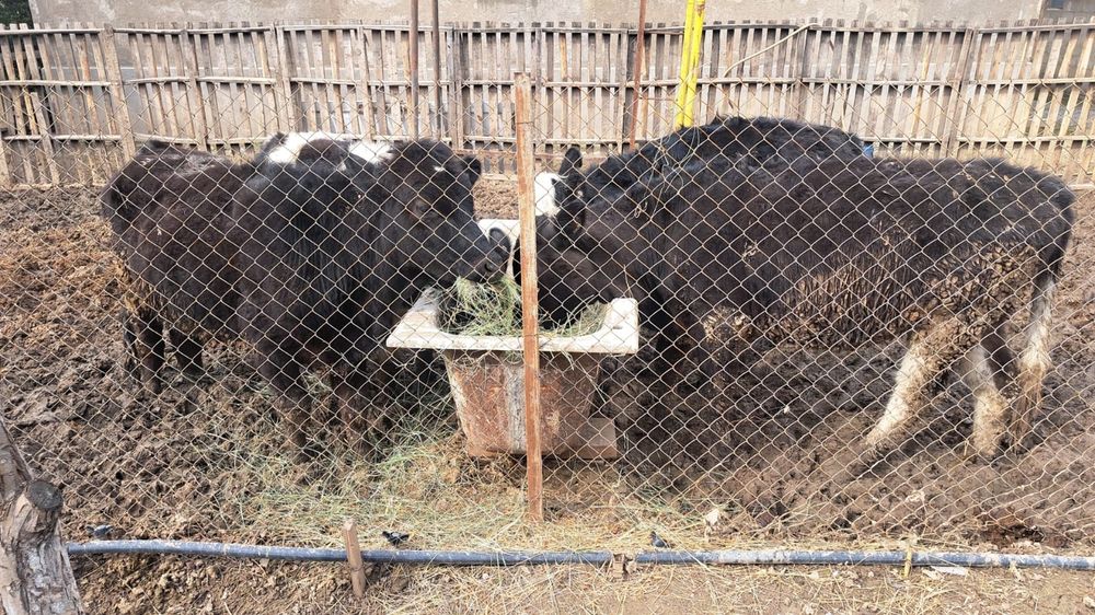 тана семіз жем жеп тұр