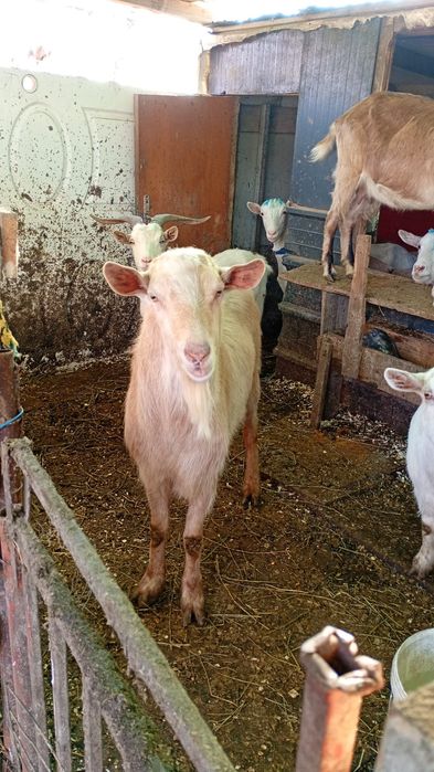 De vinzare tapi pentru taiat sau tinere