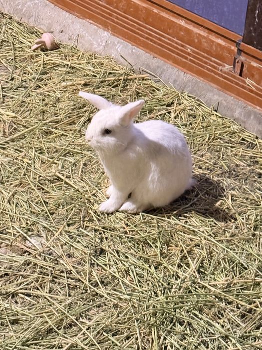 Кролик Баран продам