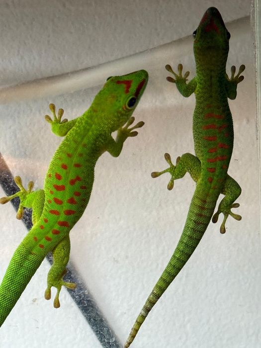 Soparla Phesulma Grandis Giant Day Gecko