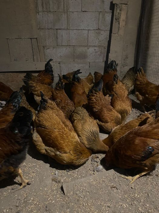 Продам кур кучинских юбилейных