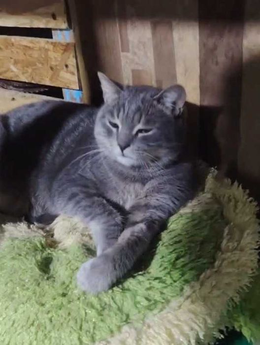 Кот Грей ищет семью!