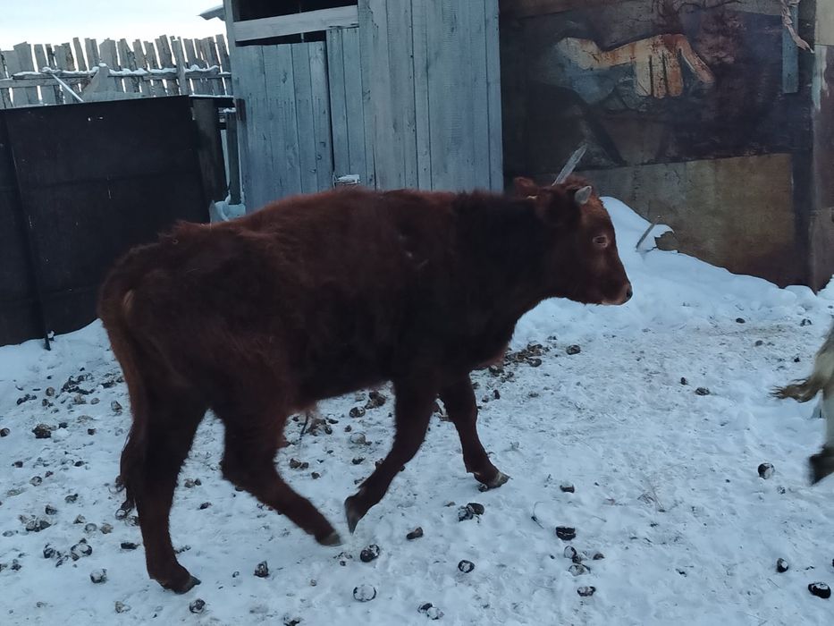 Продам двух бычков