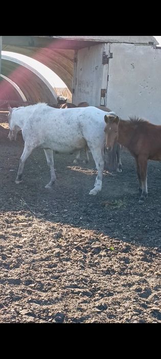 Биелер сатамын! 4бас құлынды  биелер,малдануғар