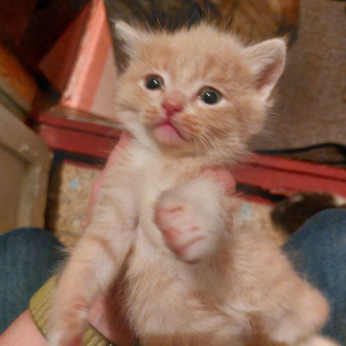 Отдам котят в добрые руки