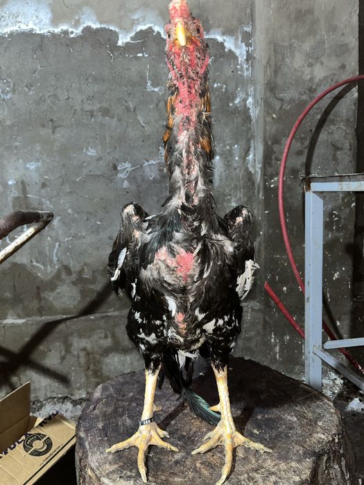 Привязной петушок продаётся от туркия