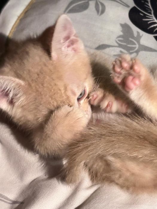 котёнки милые ласковые