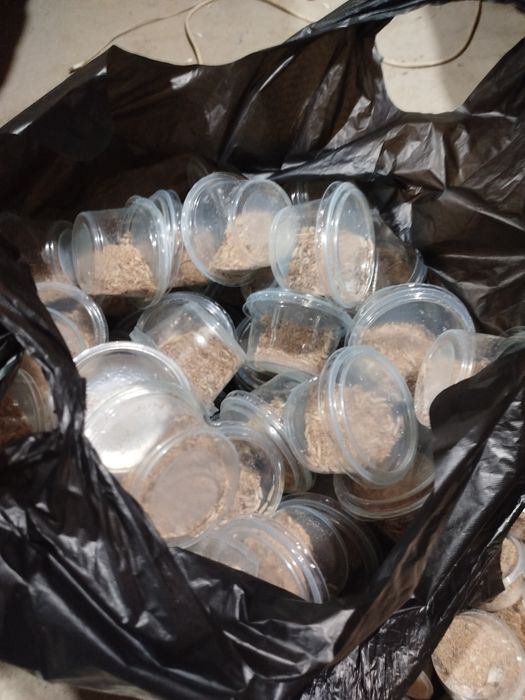 Опариш ва чувалчанглар