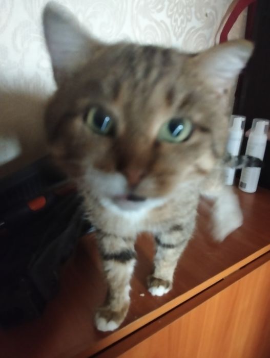 Отдаём котика в добрые руки