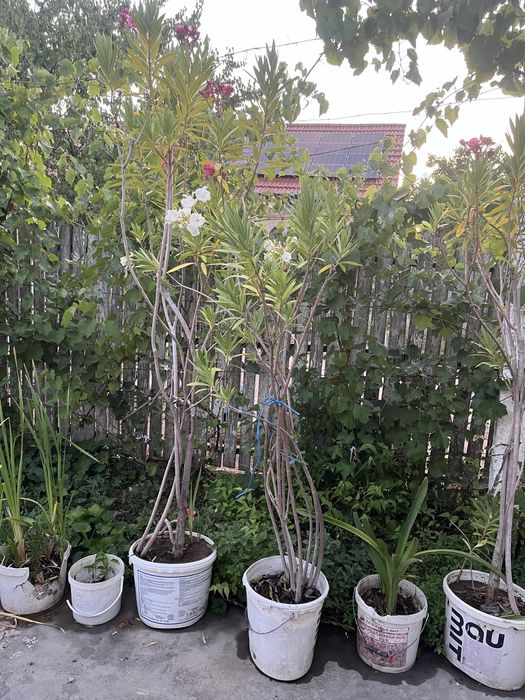 Vand leandru craiova