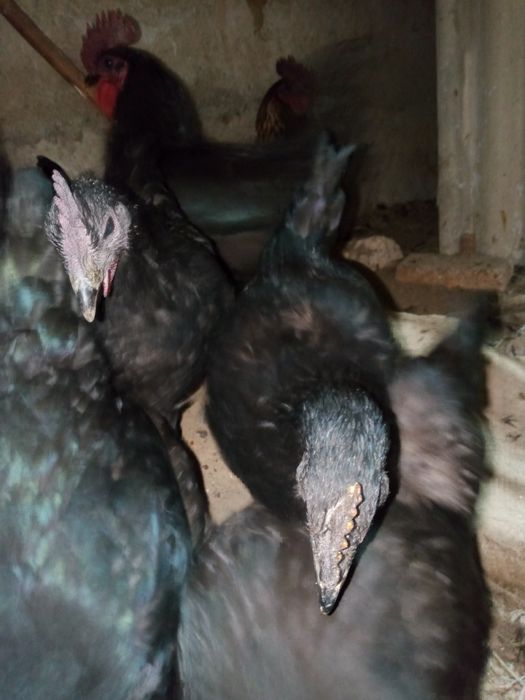 Тавик хораз тухим