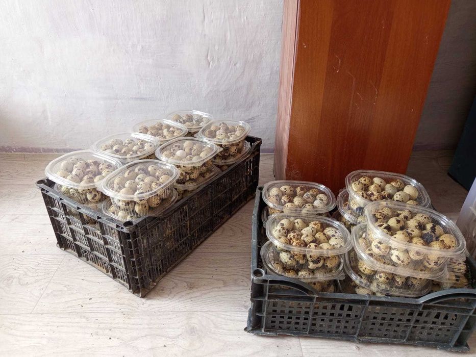 Бөдене жұмыртқалары сатылымда