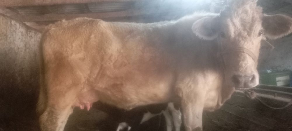 она бола Боласи 8 кунлик