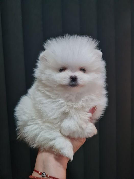 Померан мини мъжко и женско