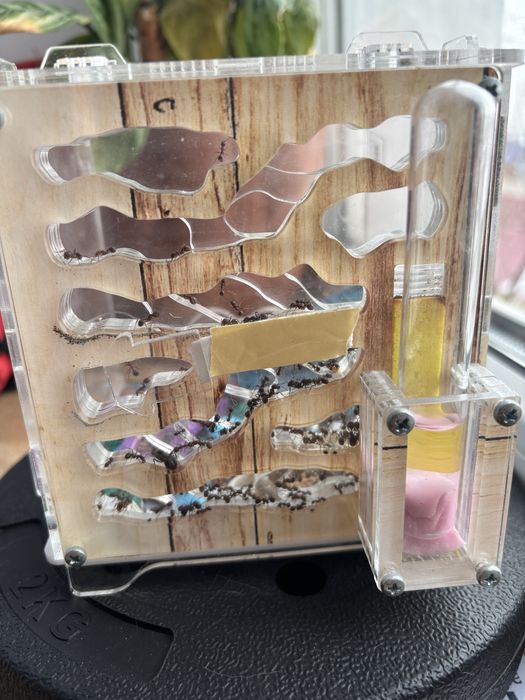 Продам муравьиную ферму