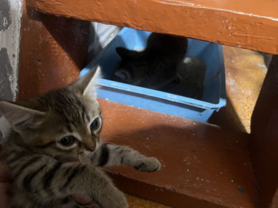 Отдам котят , мальчик и девочка