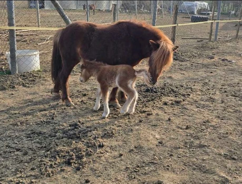 Мини пони мъжко .