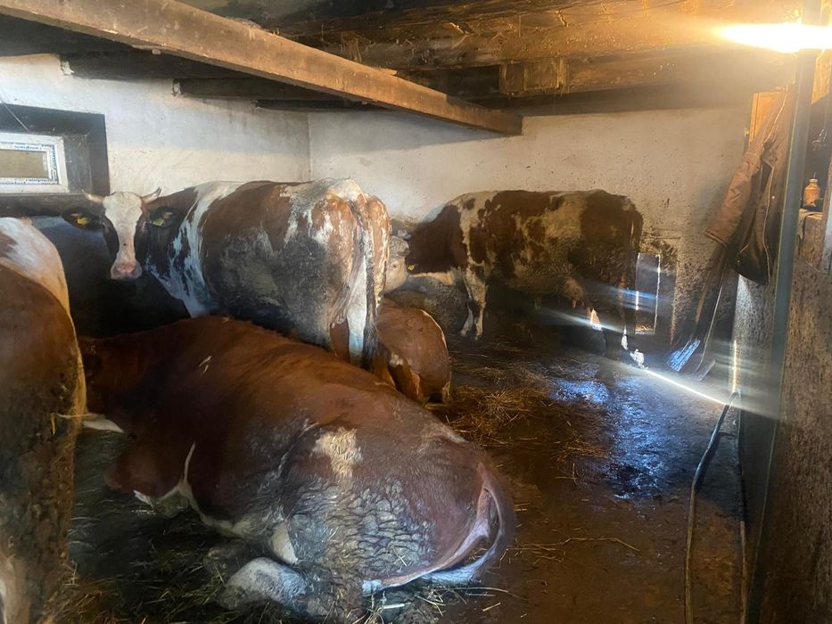 Vand vaci si juninci